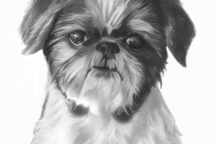hondje-johan145z