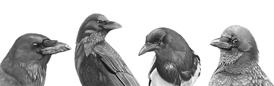 Vogels
